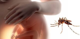 alteraciones moleculares, virus Zika, cerebro bebé gestación