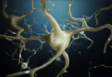 investigadores mecanismos enfermedades neurodegenerativas, comienzo vida