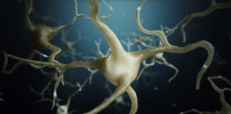 investigadores mecanismos enfermedades neurodegenerativas, comienzo vida