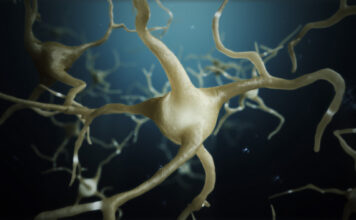 investigadores mecanismos enfermedades neurodegenerativas, comienzo vida