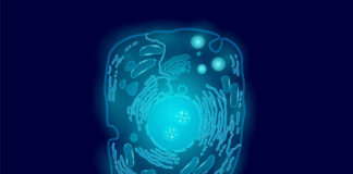 tratar enfermedad mitocondrial