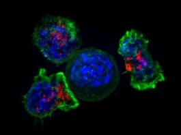 Mejora células T, combaten el cáncer