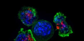 Mejora células T, combaten el cáncer