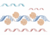 molécula, tratar trastornos genéticos expansiones del ARN