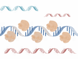 molécula, tratar trastornos genéticos expansiones del ARN