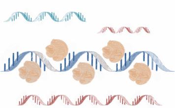 molécula, tratar trastornos genéticos expansiones del ARN