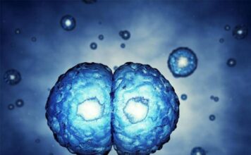 oligodendrocitos producir mielina