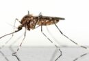 Inyectar mosquitos paludismo humano investigación