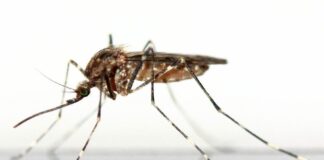 Inyectar mosquitos paludismo humano investigación