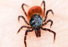 enfermedad transmitida garrapatas no es enfermedad de Lyme