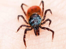 enfermedad transmitida garrapatas no es enfermedad de Lyme