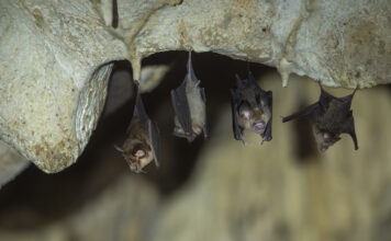 La OMS descarta el laboratorio de Wuhan como origen del SARS-CoV-2