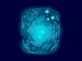 Mucolipidosis tipo IV