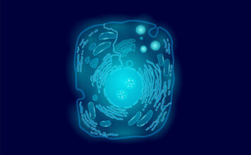 Mucolipidosis tipo IV