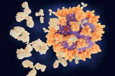 En la imagen, respuesta inmune a la infección por coronavirus, enfermedad pandémica contra la cual se busca desarrollar vacunas.