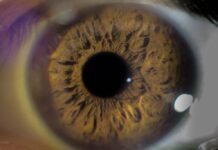 A los CiPC se les otorgó la designación de medicamento huérfano para retinosis pigmentaria