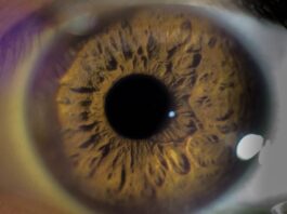 A los CiPC se les otorgó la designación de medicamento huérfano para retinosis pigmentaria