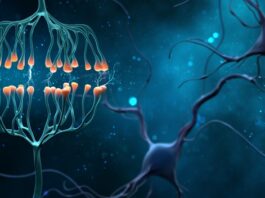 Descubierto un paso crucial en el desarrollo de enfermedades neurodegenerativas potencialmente mortales