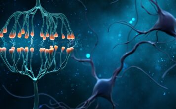 Descubierto un paso crucial en el desarrollo de enfermedades neurodegenerativas potencialmente mortales