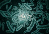 Difteria