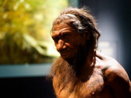 El papel de la herencia neandertal en la respuesta a COVID-19