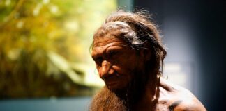 El papel de la herencia neandertal en la respuesta a COVID-19