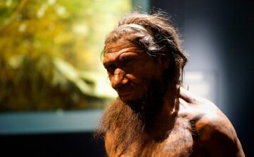 El papel de la herencia neandertal en la respuesta a COVID-19