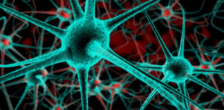 Nuevos datos sobre los mecanismos celulares asociados a la degeneración axonal de las neuropatías de Charcot-Marie-Tooth