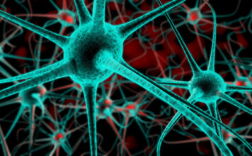 Nuevos datos sobre los mecanismos celulares asociados a la degeneración axonal de las neuropatías de Charcot-Marie-Tooth