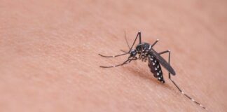 Los anticuerpos monoclonales se muestran prometedores en la lucha contra la malaria