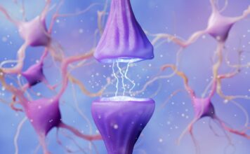 Este compuesto elimina el contribuyente clave de la esclerosis lateral amiotrófica