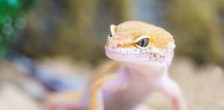 Lagartos y la enfermedad de Lyme: ¿Cuál es la conexión?