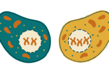Mosaicismo y presencia elevada de mutaciones en la placenta