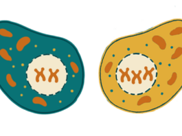 Mosaicismo y presencia elevada de mutaciones en la placenta