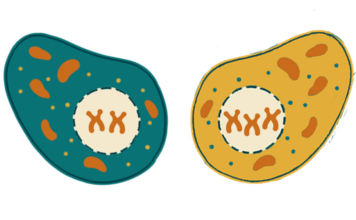 Mosaicismo y presencia elevada de mutaciones en la placenta