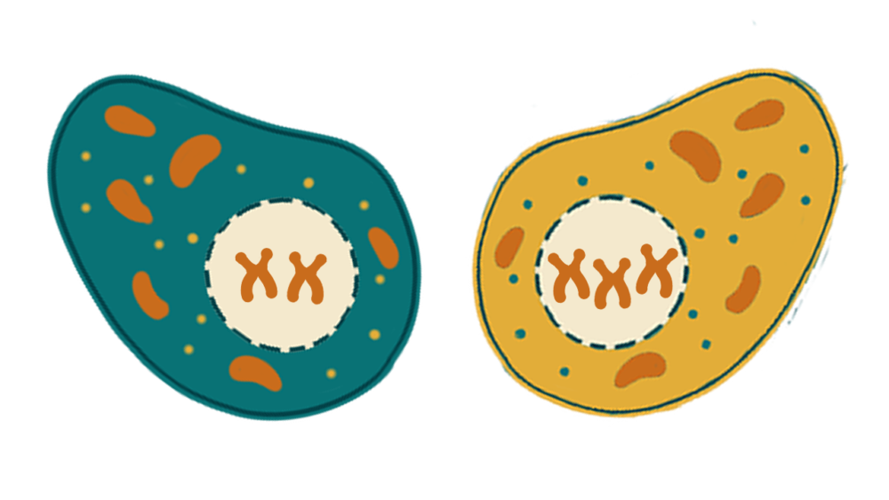 Mosaicismo y presencia elevada de mutaciones en la placenta