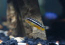 “Pelayo y el pez cebra ayudan en la investigación de las enfermedades raras”