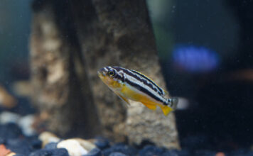 “Pelayo y el pez cebra ayudan en la investigación de las enfermedades raras”