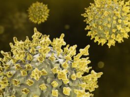 El coronavirus SARS-CoV-2 puede infectar las células de la cavidad oral