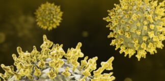 El coronavirus SARS-CoV-2 puede infectar las células de la cavidad oral