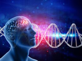 Un modelo tridimensional de músculo esquelético humano para la distrofia miotónica tipo 1 generado por bioingeniería