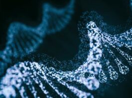 La nueva herramienta de edición de base CRISPR de Beam se enfoca en la mutación de células falciformes