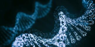 La nueva herramienta de edición de base CRISPR de Beam se enfoca en la mutación de células falciformes