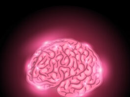 La piperlongumina muestra eficacia contra el glioblastoma en modelos animales