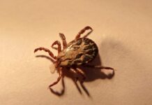 La temporada de garrapatas está aquí: cómo prepararse