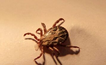 La temporada de garrapatas está aquí: cómo prepararse