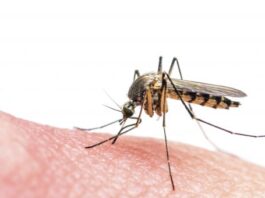 Después de los contratiempos de Sanofi, Takeda apunta a la meta con su vacuna contra el dengue