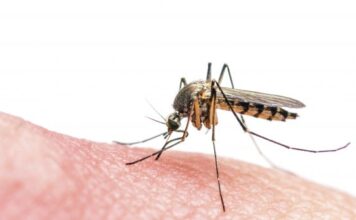 Después de los contratiempos de Sanofi, Takeda apunta a la meta con su vacuna contra el dengue