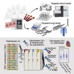 Resumen gráfico del trabajo. Imagen: Pinsach-Abuin et al., análisis de los loci del síndrome de Brugada revela que el mapeo fino de aciertos de GWAS agrupados mejora la anotación de variantes relevantes para la enfermedad. Cell Reports Medicine. 2021 (CC BY4.0 https://creativecommons.org/licenses/by/4.0/). 