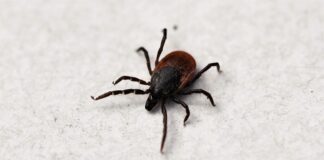 Mayo es el mes de la concientización sobre la enfermedad de Lyme